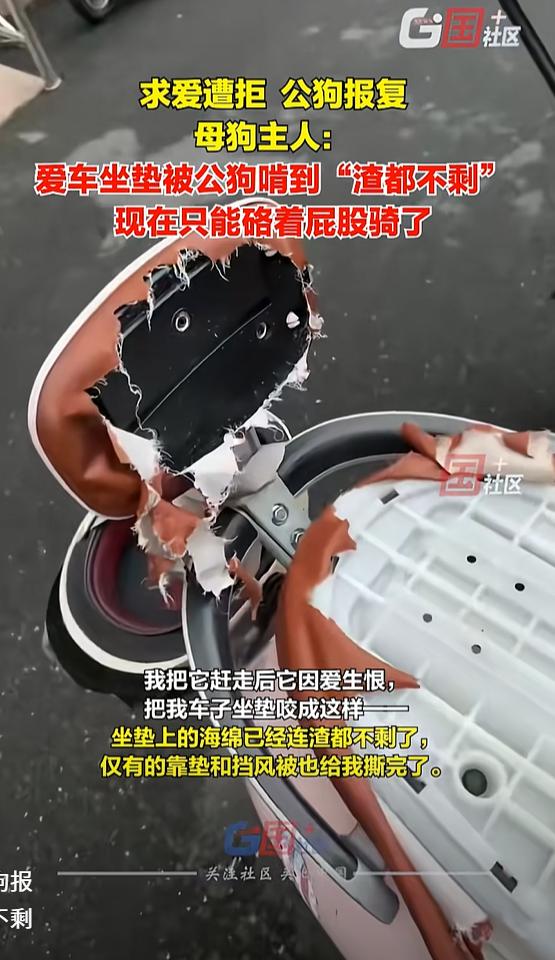 狗品太差，幸亏没谈！安徽合肥，一公狗求爱女子养的柯基，被女子追赶，没想到，公狗怀