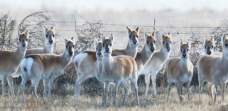 蒙古大批黄羊跑到中国，在蒙古，黄羊是牧民眼中的害畜，可以随便打，甚至游客可以猎杀