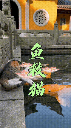 在寺庙的池塘边，一只猫咪眼巴巴盯着大锦鲤，馋意上头竟纵身跃入池中。它虽抓到了锦鲤