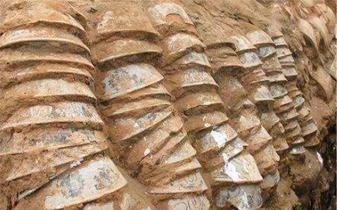 2008年，重庆一工地在进行日常工作时，意外挖出了2000多个青花瓷碗，上报之后