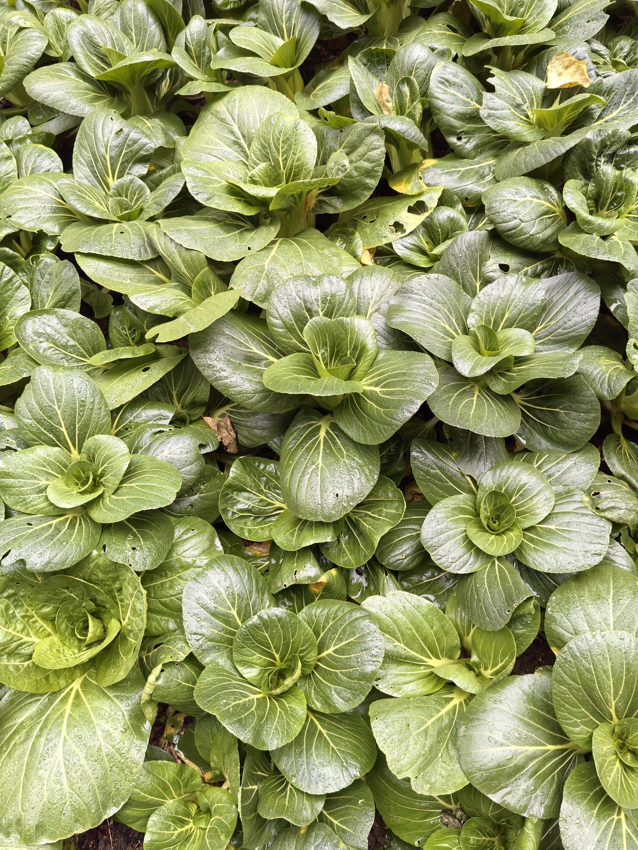 原生家庭重男轻女，女儿长大后确实不愿意孩子随母姓。有的女生从小在重男轻女的家