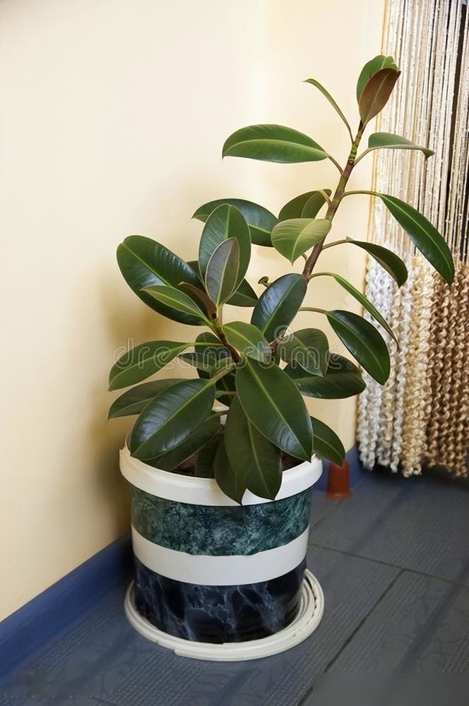 家里养花，还真不是随便摆几盆那么简单。老一辈人总说“家里有五花，不富也旺家”，这