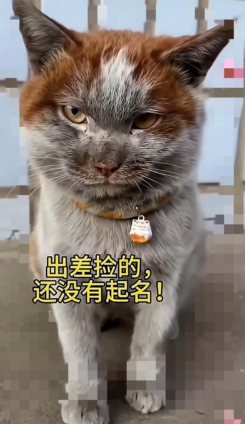 谁能想到，高铁站花坛边捡的“小流浪”，竟成了我家最嘴硬的“小祖宗”？