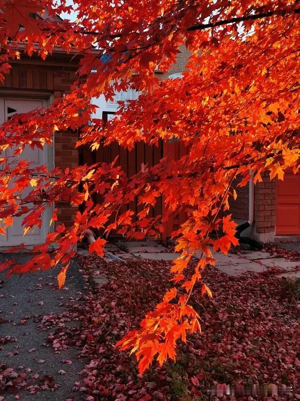 看到“风吹枫叶枫作画”这个上联，瞬间就感觉诗意满满。风一吹，枫叶纷纷扬扬，可不就