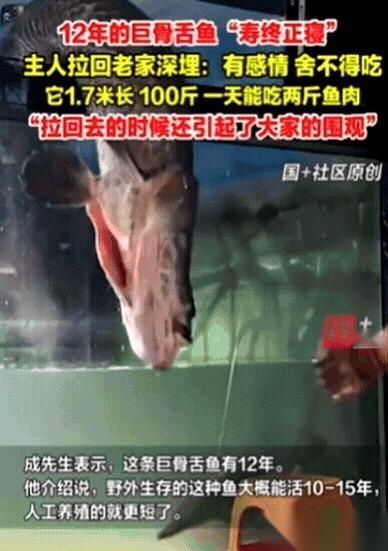 卧槽，1米7的“成年人”躺在破拖车上，路上行人看傻了，都以为是啥稀罕肉要回家加餐