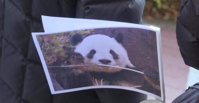 1月29日，大熊猫才离开两天，日本媒体就开始“发牢骚”了，读卖新闻甚至直接发文：