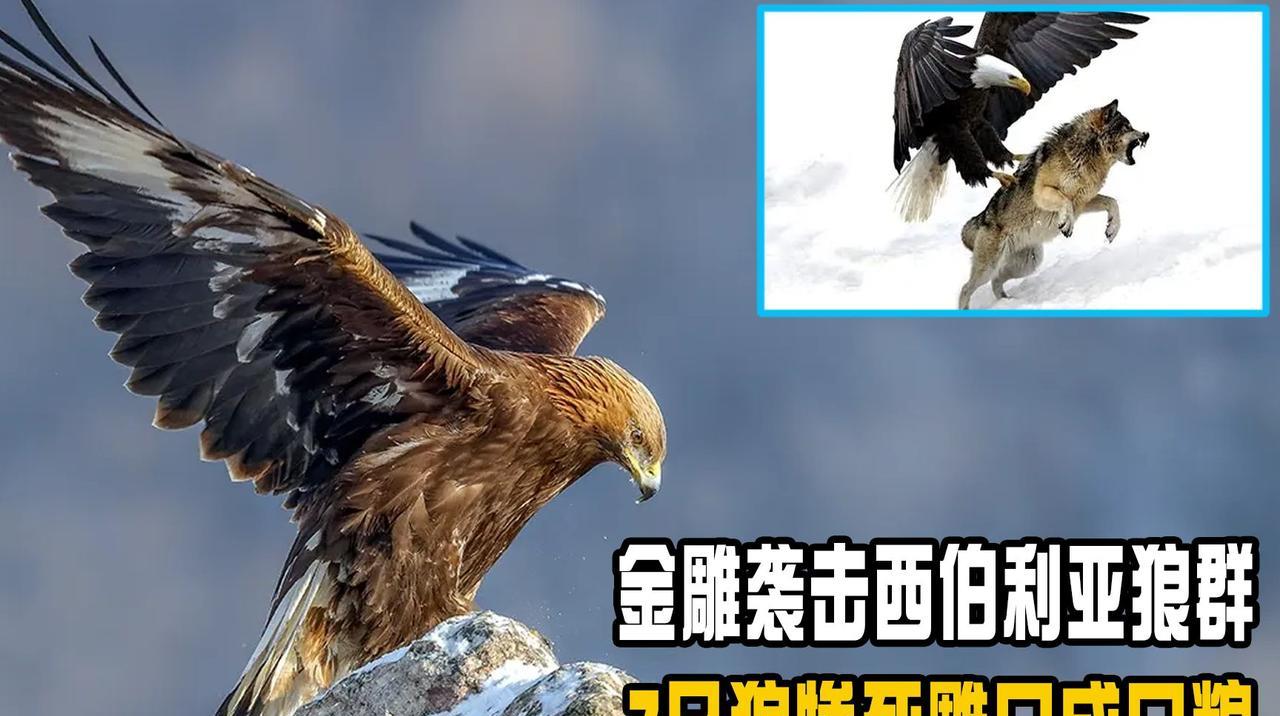 1992年，在寒冷的西伯利亚发生了罕见的一幕，12只巨型金雕为了填饱肚子，竟然冲