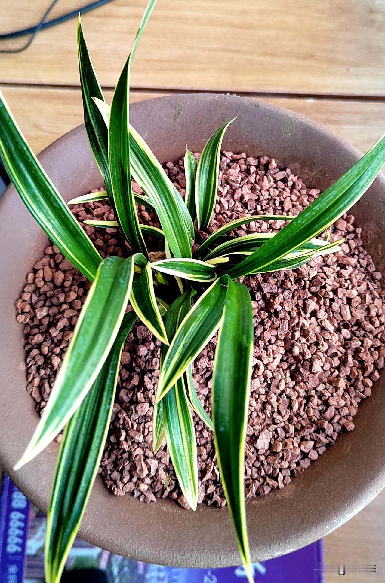 兰花也有好多种,您喜欢哪种花?