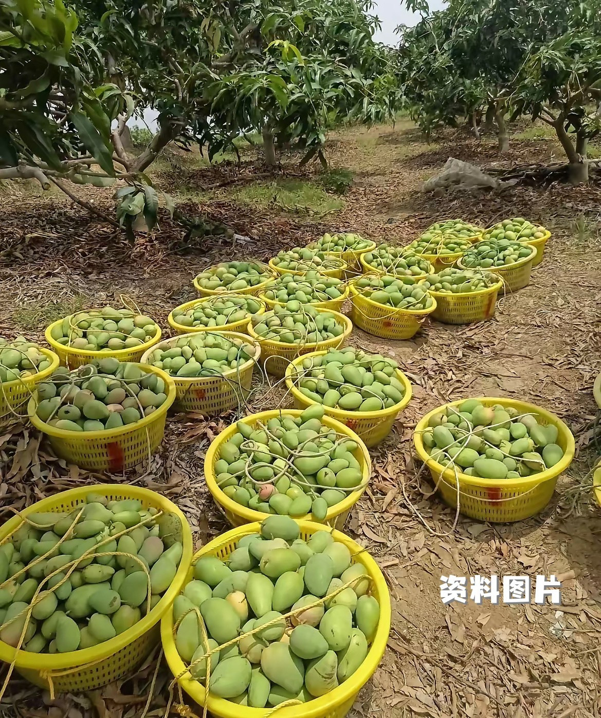 百色芒果上市时间2026年百色芒果主要品种开采上市日，现通告如下：一、台农1号