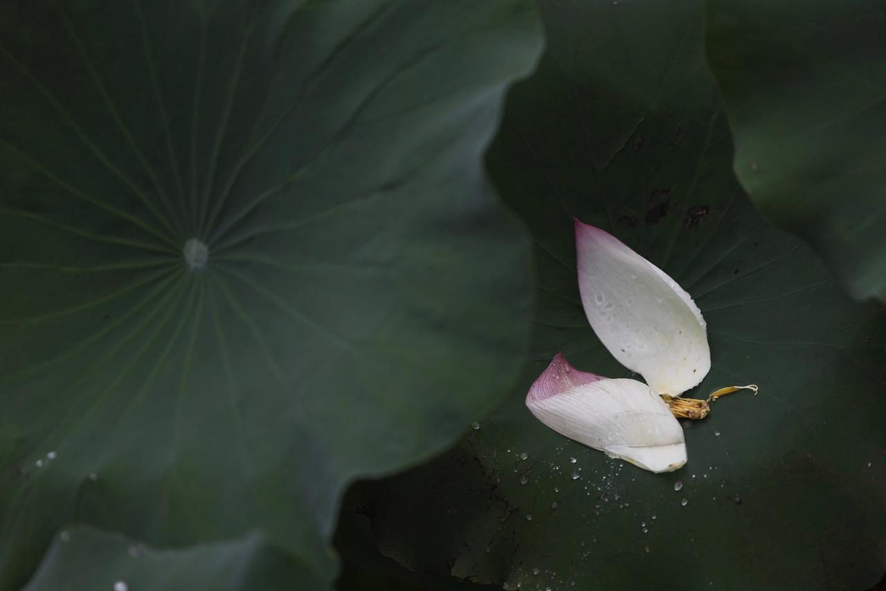守正，才能出奇；入微，方能巅峰。很多人问：有了AI，摄影师还需要后期吗？