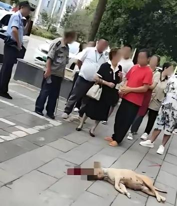 这下遇到狠人了！四川大妈遛狗不拴绳咬伤路人，拒不道歉，男子当场摔死狗，网友吵翻。