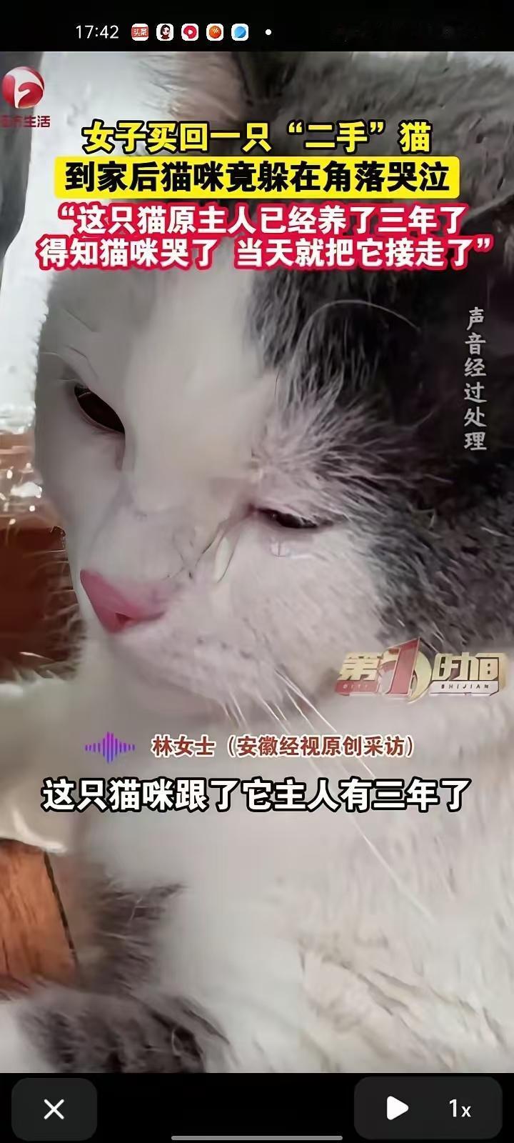 女子买了一只“二手猫”，到家后猫咪躲在角落哭泣。我收养的流浪猫，一句我养你吧，就
