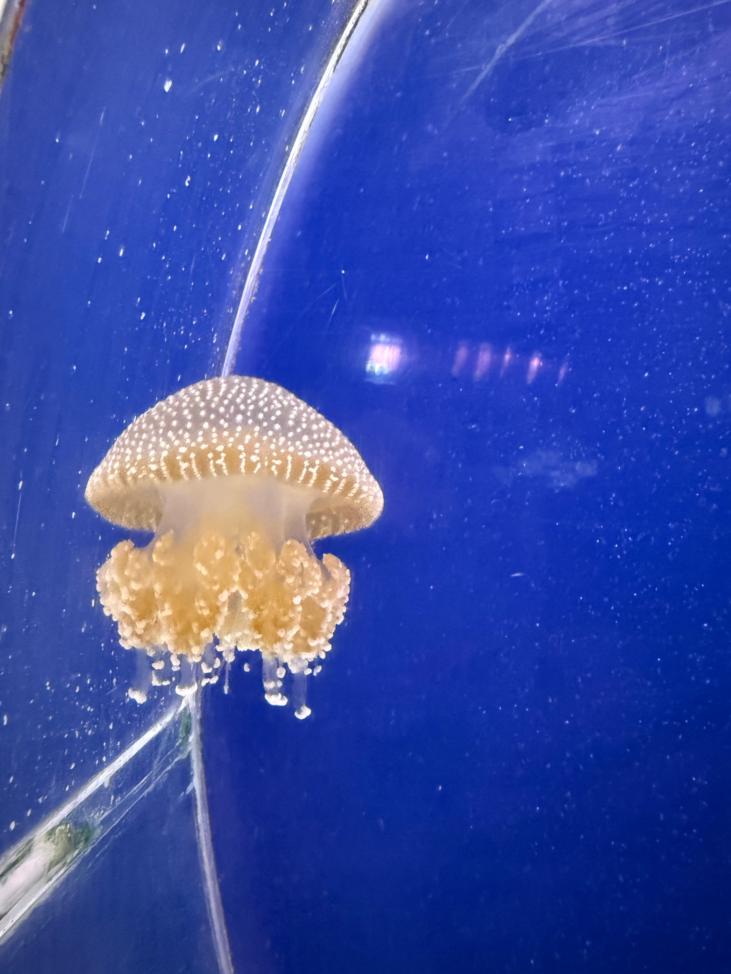 比新加坡的海洋馆物种丰富​​​