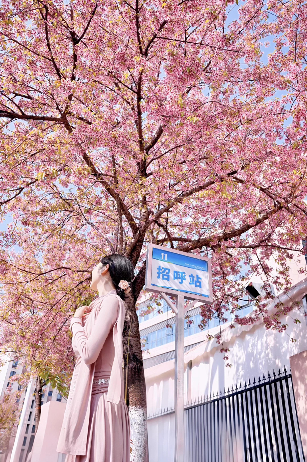 西昌的粉樱！！🌸开爆了！真的太美啦……