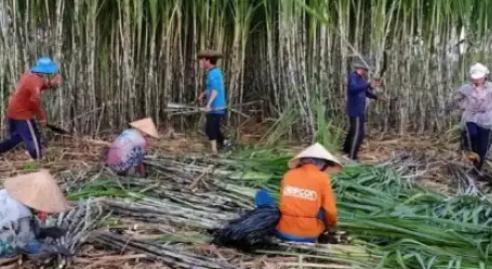 越南变化确实大，以前喊越南人过来广西砍甘蔗，一天50元人民币，后来变100人民币