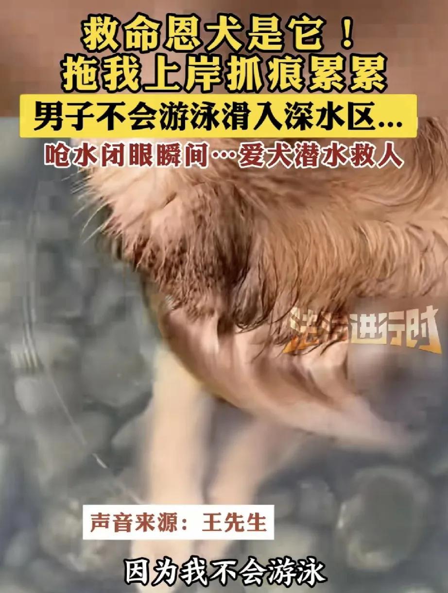 太有灵性了！湖北，一男子在网上分享，自己在水边游玩时不慎踩空滑入深水区，不会游泳