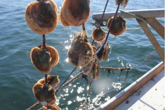 昨晚，和一位日本朋友聊天，他透露了一个令人诧异的消息！ 11月7日，日