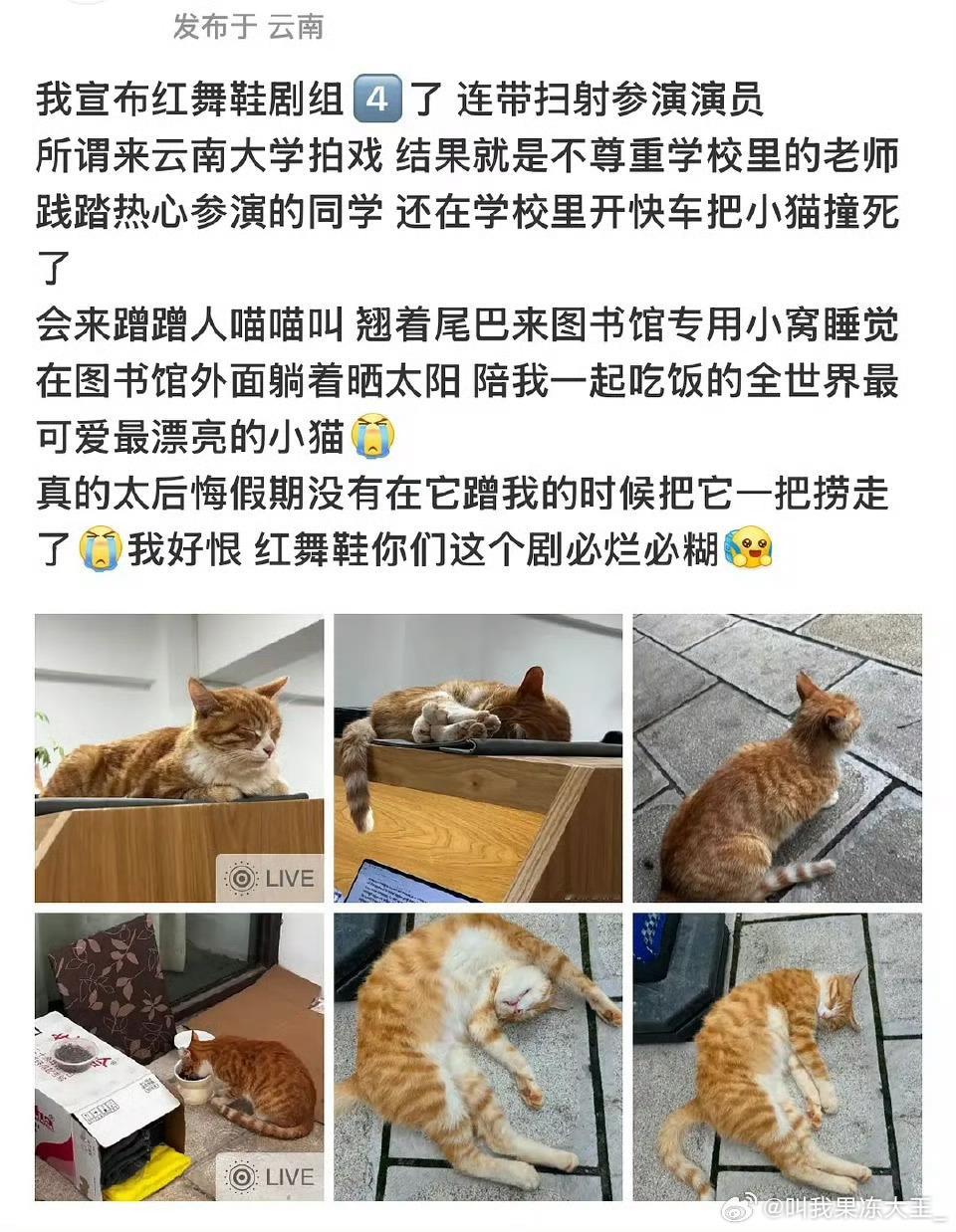 网传红舞鞋剧组去云南大学拍戏，不尊重老师和学生，开快车撞s了学校的小猫，主演是周