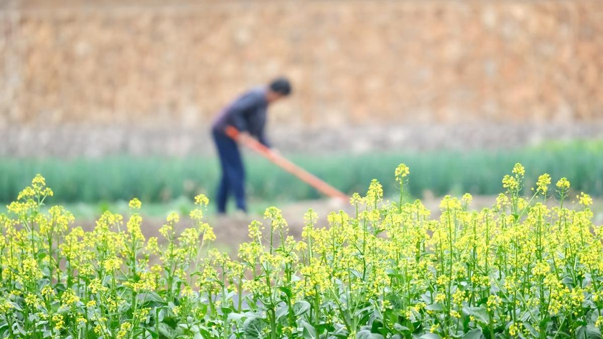 油菜真的喜欢硼吗? 什么时候施硼肥最合适