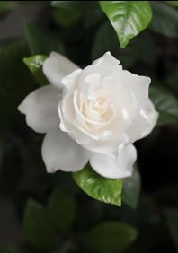 我三伯在广东厂里打工，73年的，单身。过年那几天，他和我打电话，说他不想在厂