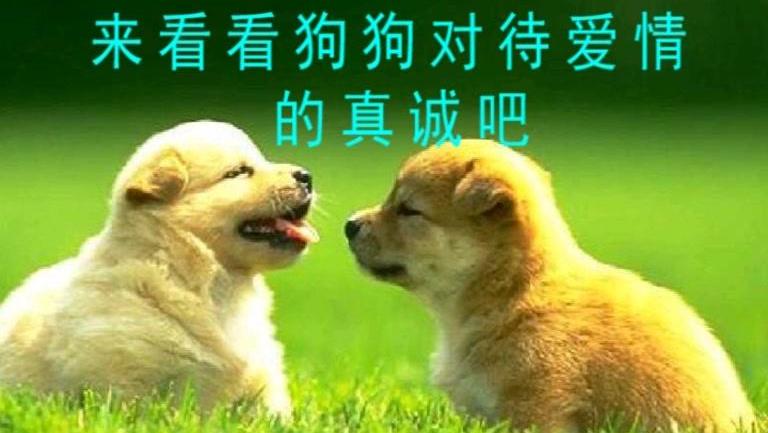 舔狗的爱情故事文章 2949835408577767572.jpg?id=0