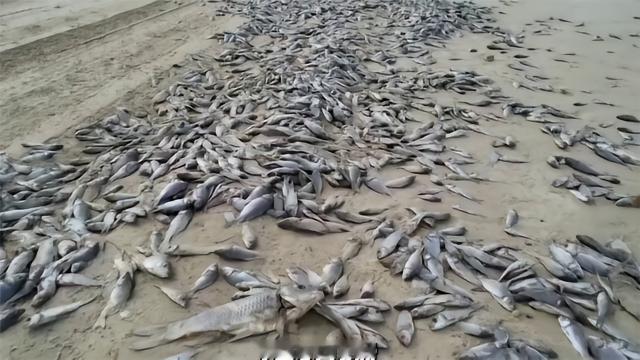 68块，一碗麻辣烫的钱。女老板围裙往地上一摔，喊出那一声“报警”的时候，她心里