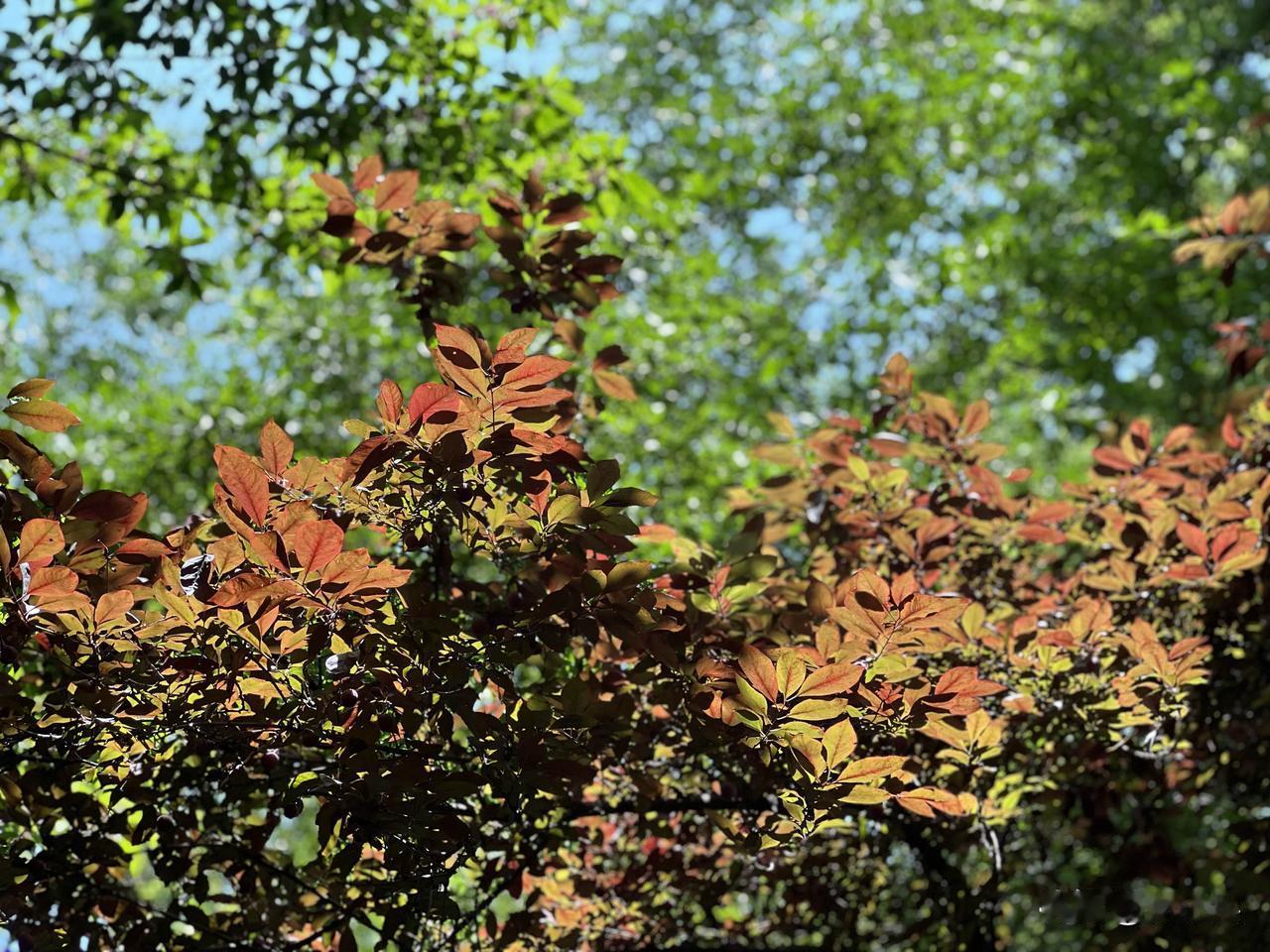 清幽山林间，阵阵鸟鸣婉转悠扬，清脆悦耳。葱郁林木沐浴在暖阳之下，枝叶舒展透亮，泛