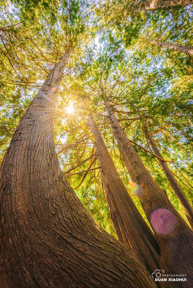 一棵树到底能有多美 花开花落都有它的因果 每一帧都是热爱 风光摄影 审美积累