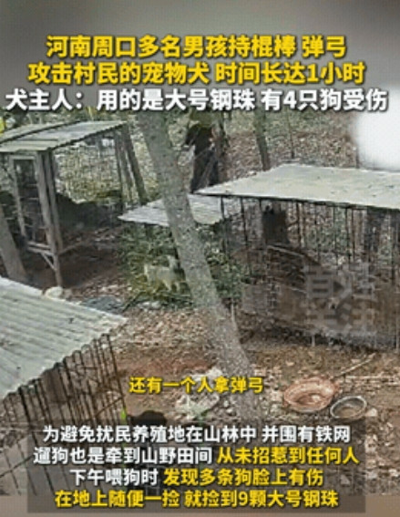太狠心了！河南周口一位女子为了不打扰邻居，将狗放在一个荒山上养，没想到被四个小孩
