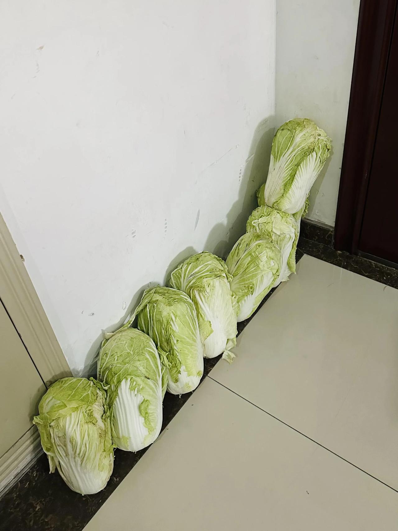 帮邻居数白菜的第一天这次是八颗上一次也是八颗三天就吃完了也不知道咋吃的