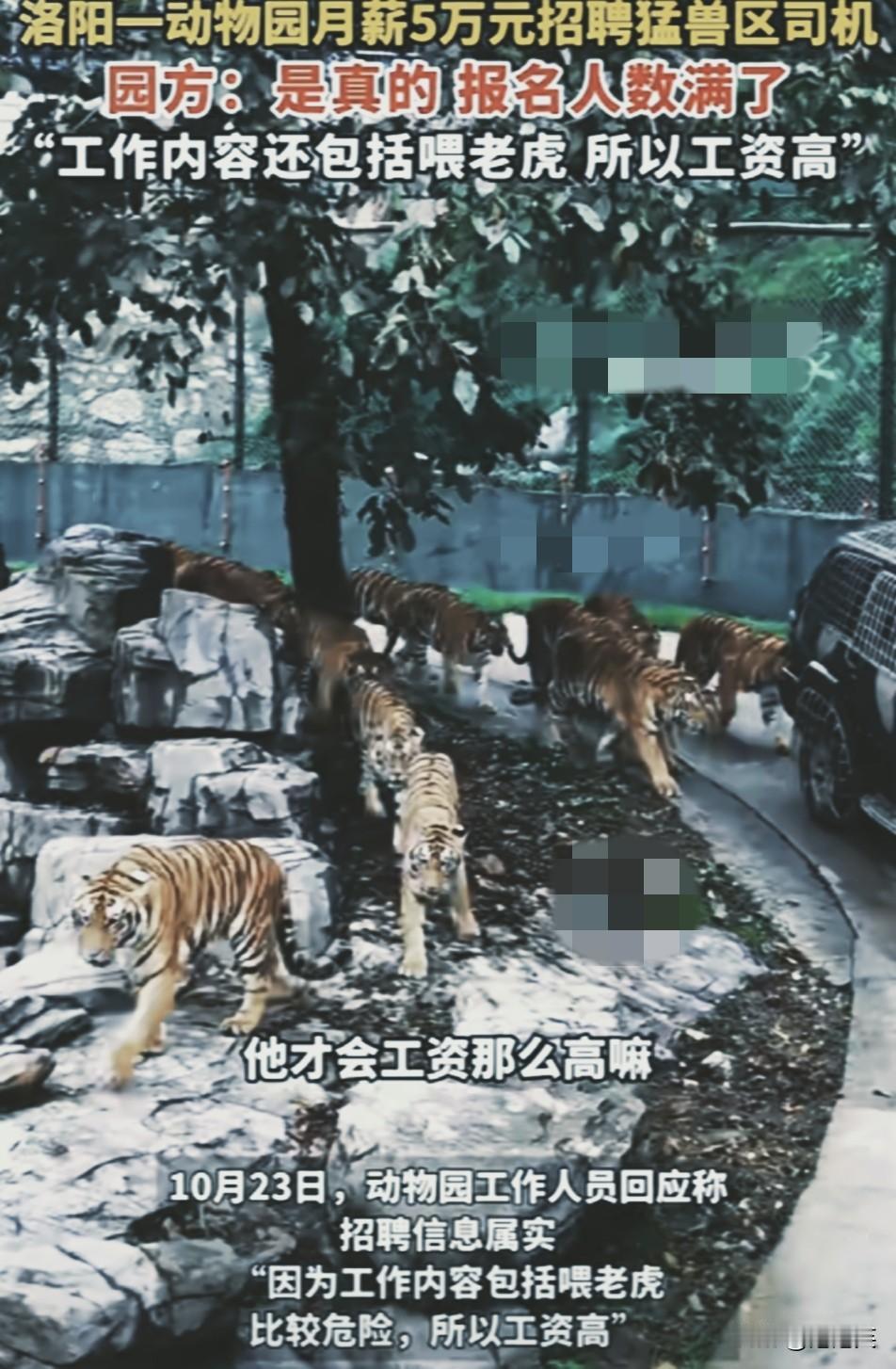 炸裂洛阳一动物园月薪5万招猛兽区司机报名直接爆满工作内容是在猛兽区开