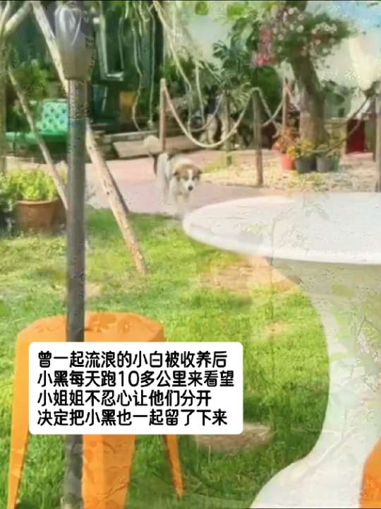 曾一起流浪的小白被收养后，小黑每天跑10多公里来看望，小姐姐不忍心让他...