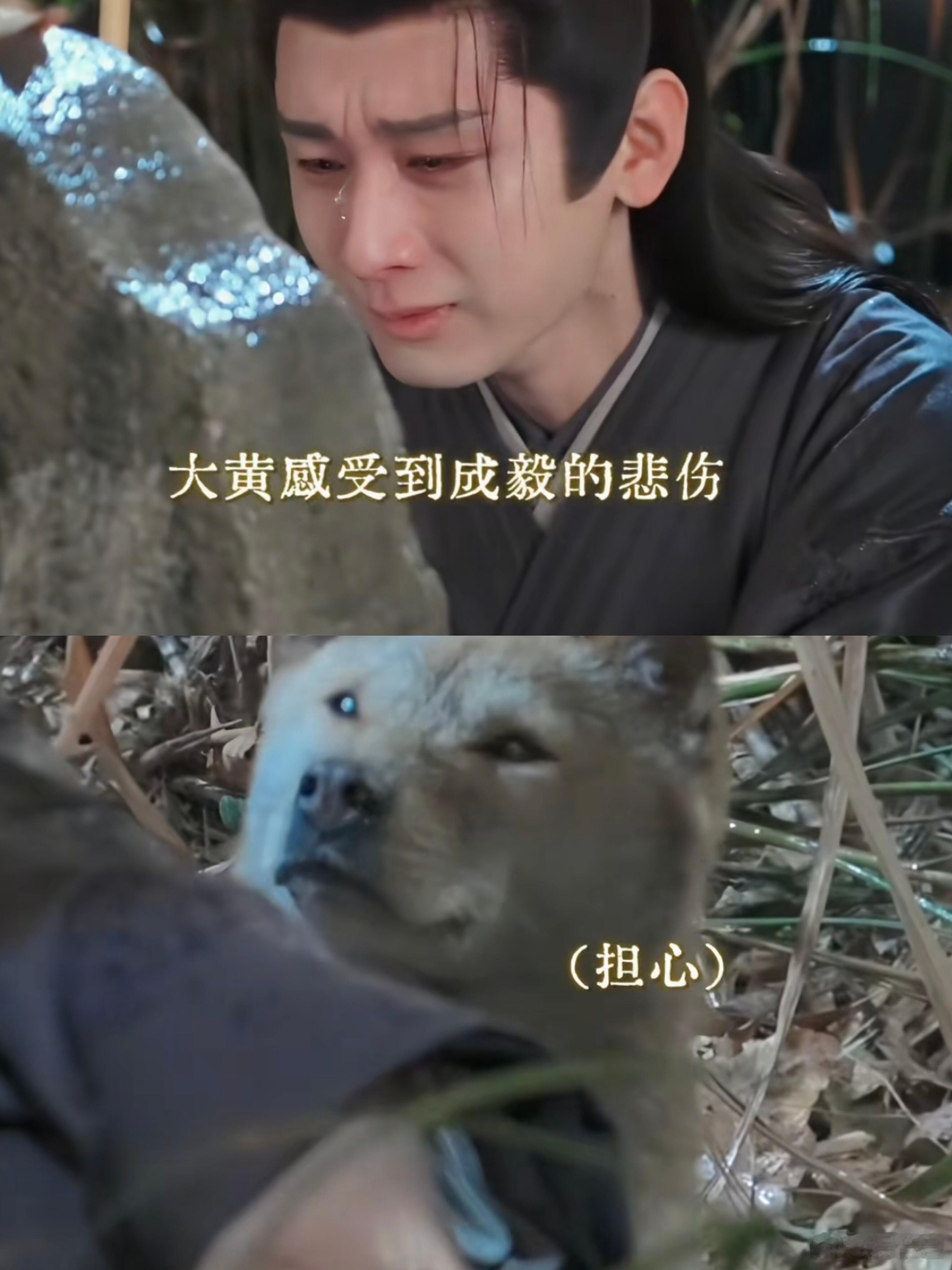 这剧咋连狗都有演技长安二十四计这剧组太有创意了！连狗狗都请来当演员，而且演技还