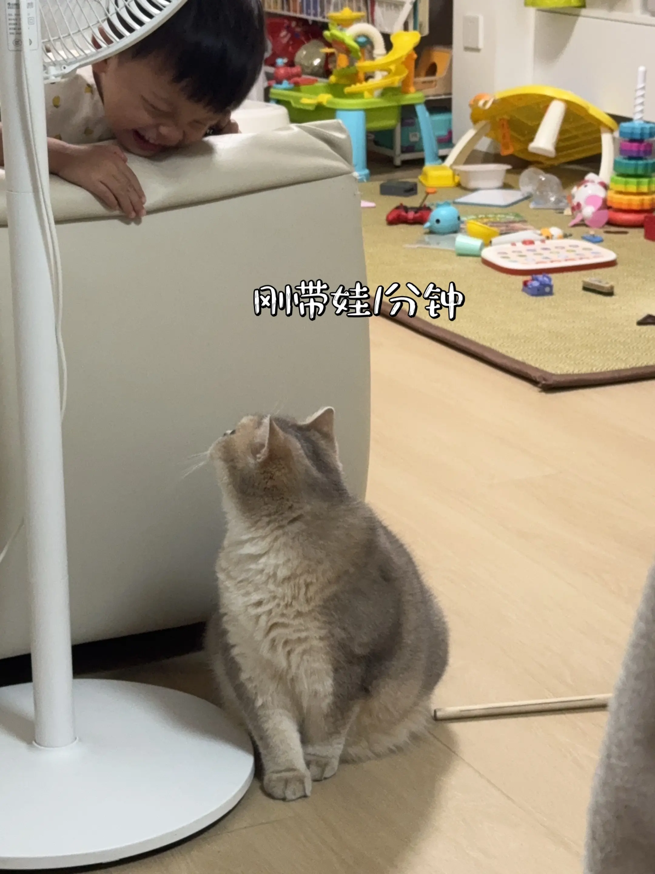 猫咪带娃后的变化。