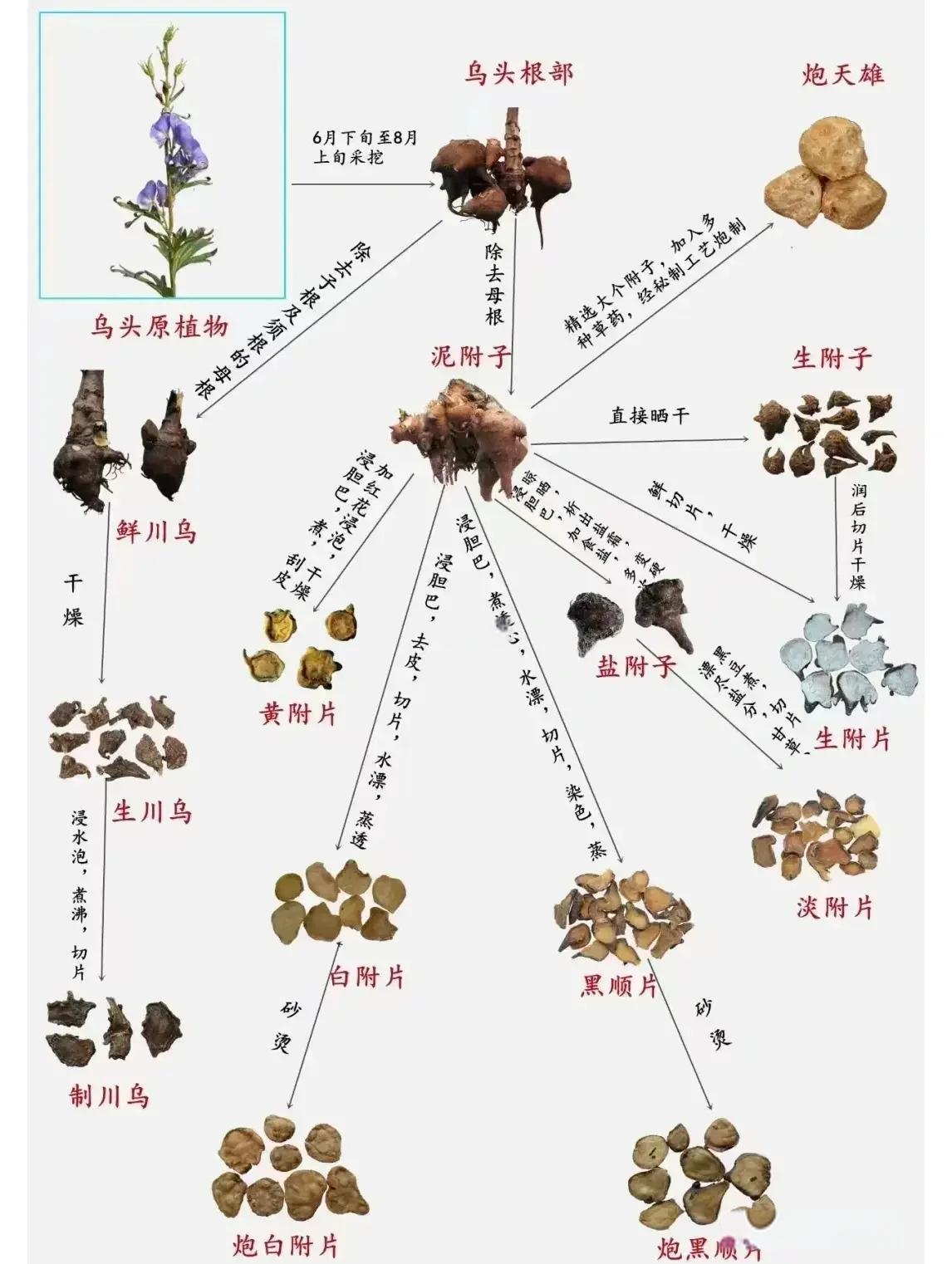 很多人听到附子就怕，我却爱不释手。这个患者来找我时，最困扰他的就是“肾部位发