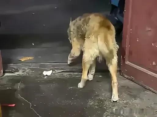 我家养了十七八年年的老狗，已经相当于人类一百多岁年纪。狗狗已经老的看不清东西，走