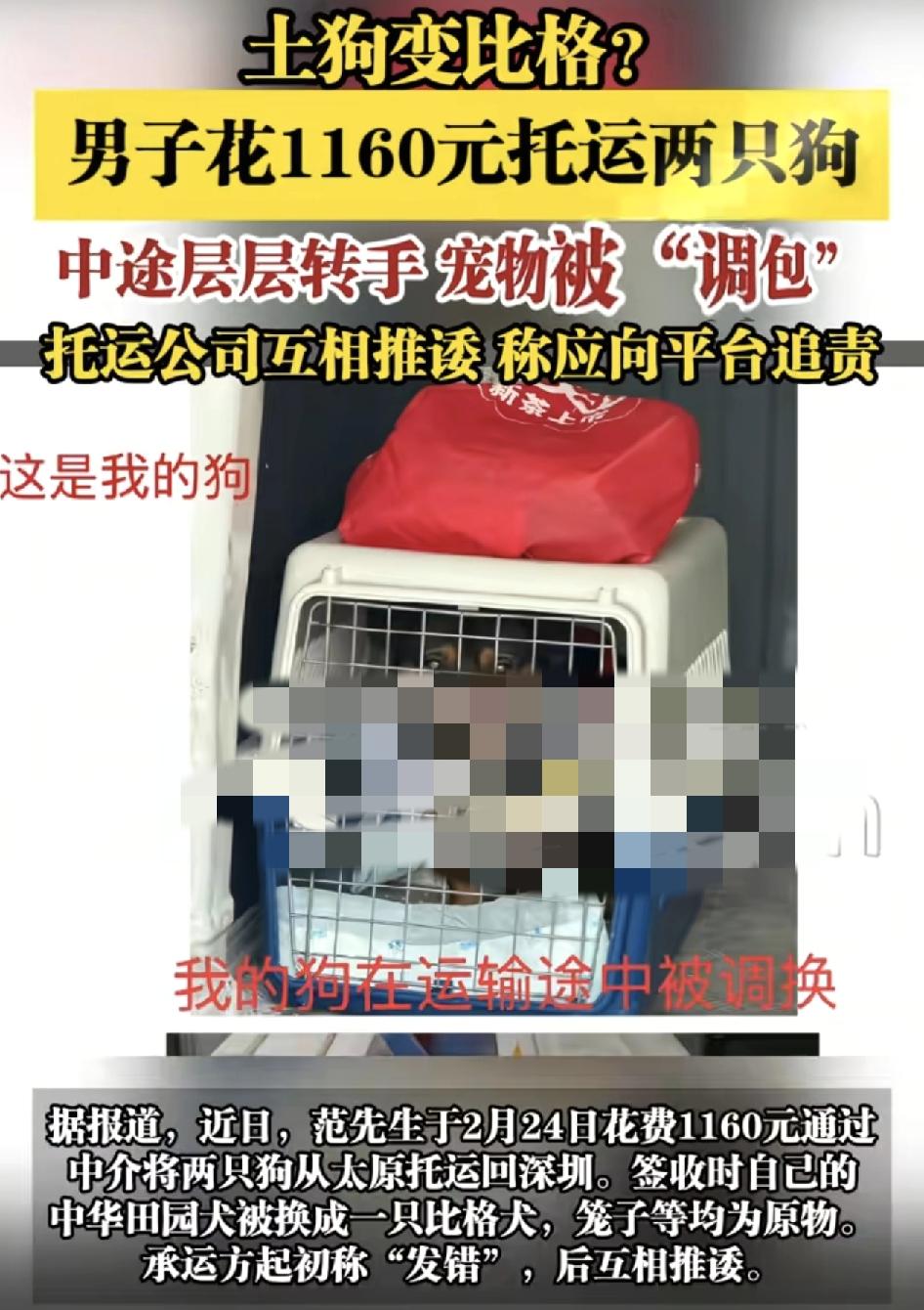 男子花1100元通过中介将两只狗从太原运回深圳，收到货时发现自制的中华田园犬却变