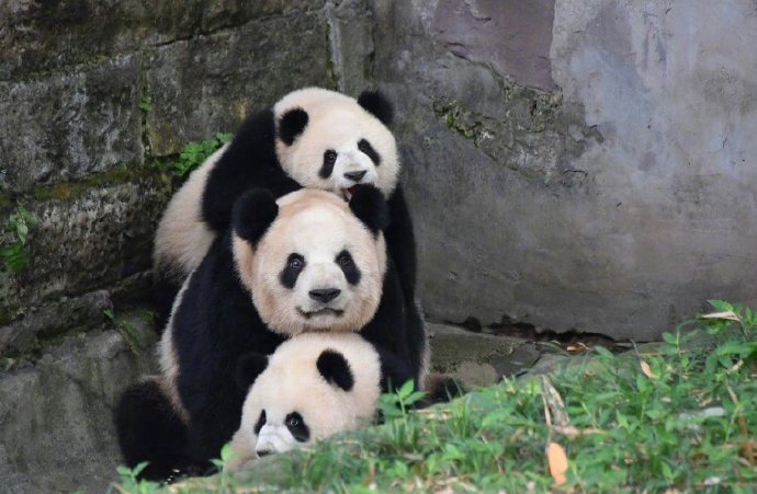 遇到叠叠熊猫请不要无视，你的运势三倍上升