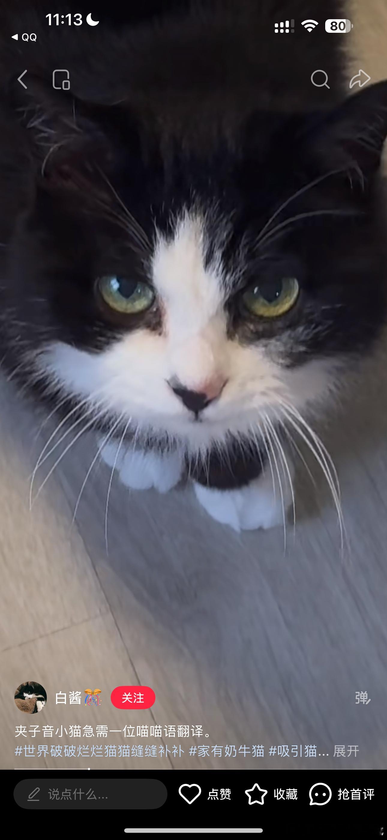 我爸爸真的是小猫猫吧，毛色还有眼睛都一样