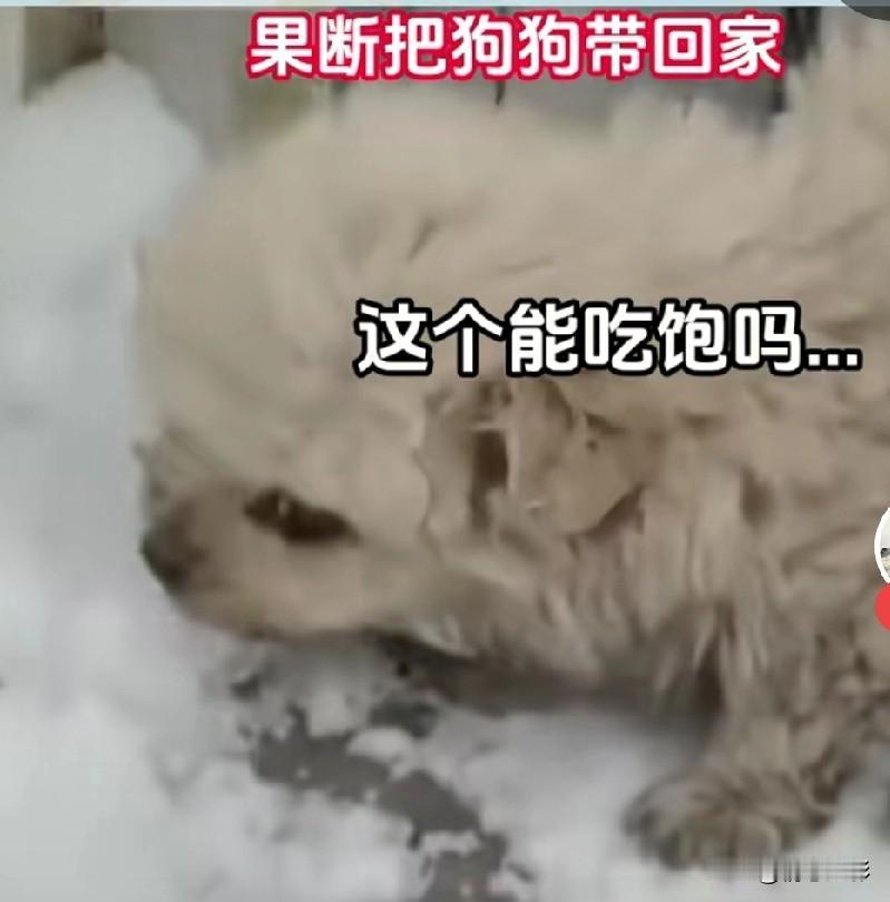 这只流浪狗很像我家的毛孩子，看了以后心疼得不得了。我家的小比熊笨笨的，胆子特