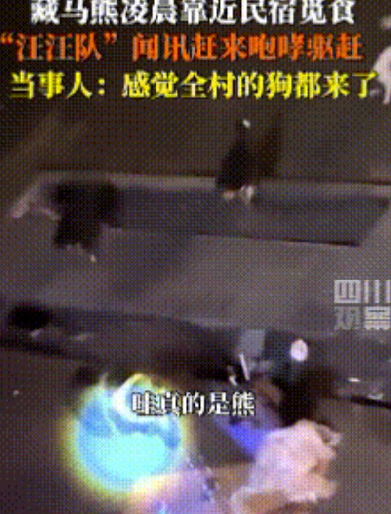 “太惊险了！”西藏，一民宿，闯入藏马熊，主人连忙求救，在这时，一声狗吠划破宁静，
