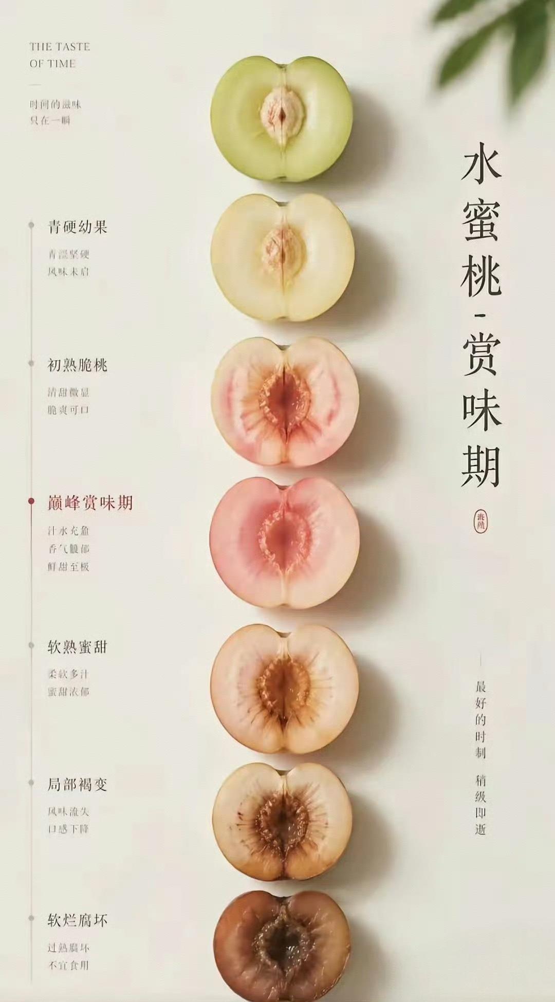 一张图看懂水蜜桃一生，吃桃别错过巅峰赏味期🍑从青涩硬果，到慢慢转粉爆汁，再到