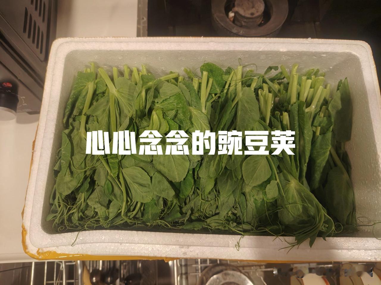 心心念念的豌豆荚终于收到了，豌豆荚应该是南方人舌尖上的蔬菜。看着他们去地里掐点豌