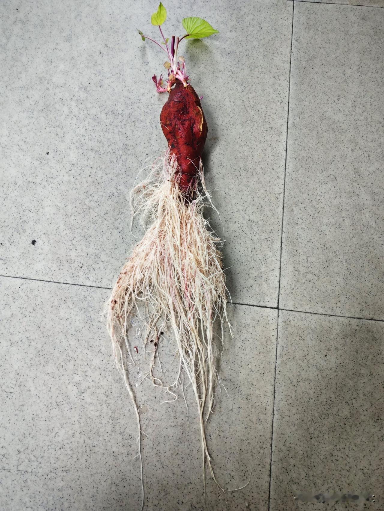 这是什么人参，有认识的吗？