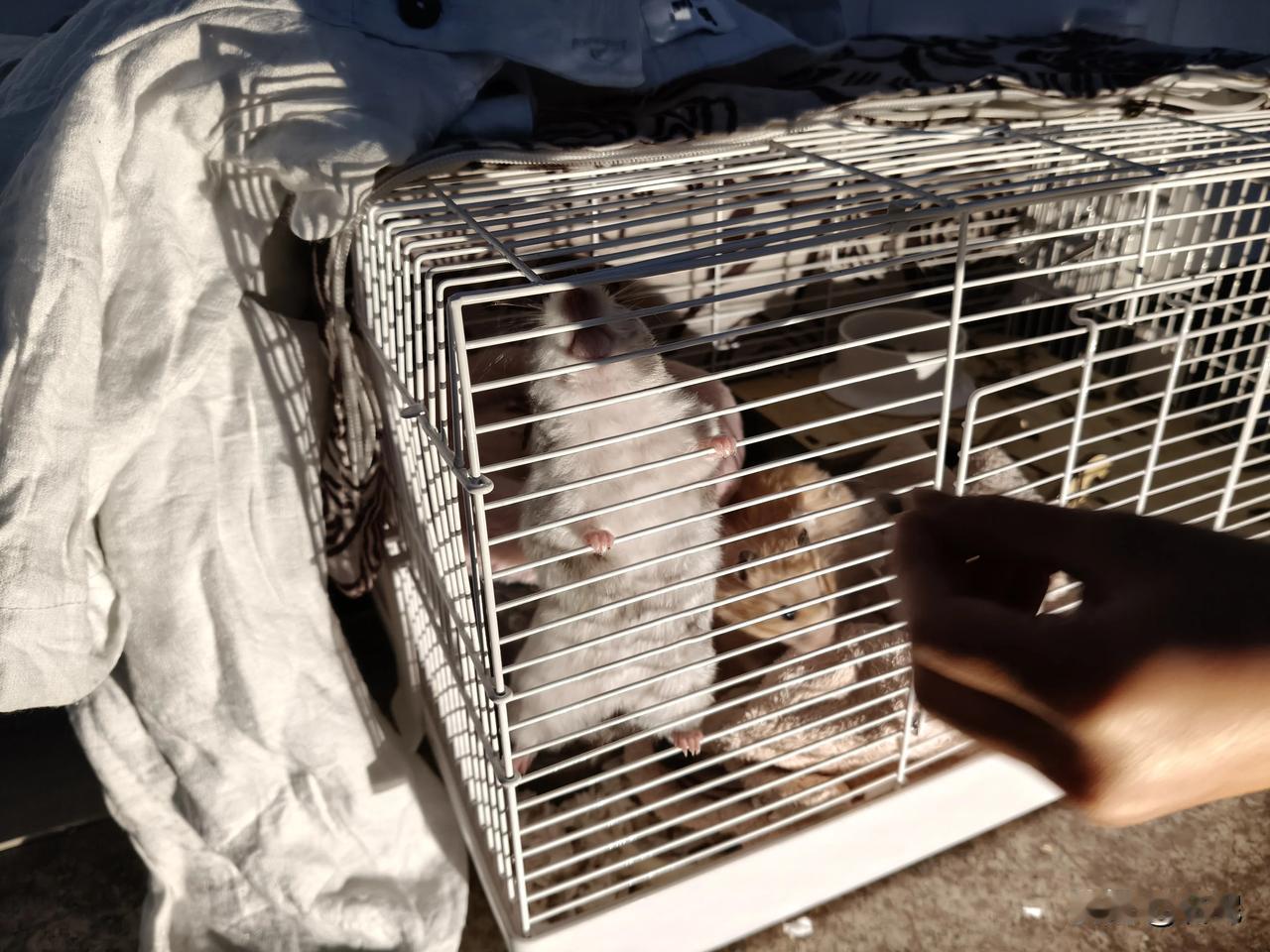 意外之喜，这老板人太好了！早上下楼碰到宠物店老板，仅仅只是点头之交，看到我女