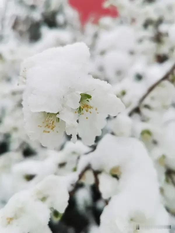 “雪来一夜花飘白”这句上联，画面感十足。一夜之间，雪纷纷扬扬，好似花朵飘洒，天地