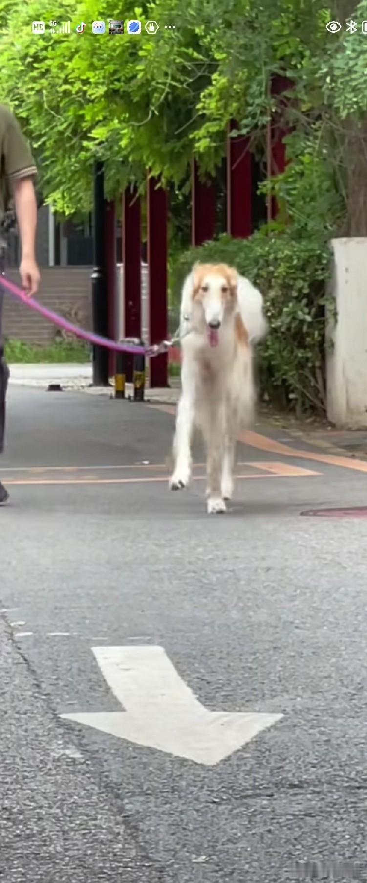 养狗人带着俄猎狼犬外出遛弯，这可是当下最高大、跑得最快的犬种。它既是主人的家人，