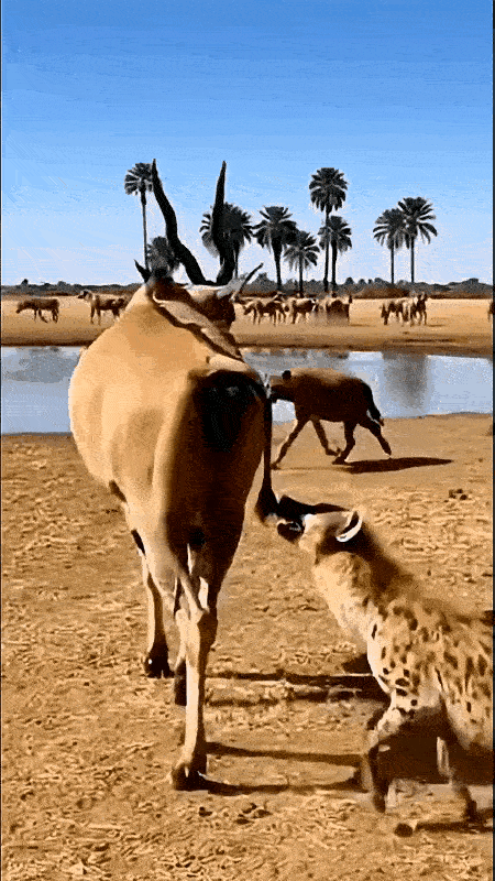 鬣狗：我是谁，我在哪里？这一刻，非洲大草原“肛肠科主任”脑袋嗡嗡响，被踢的七荤