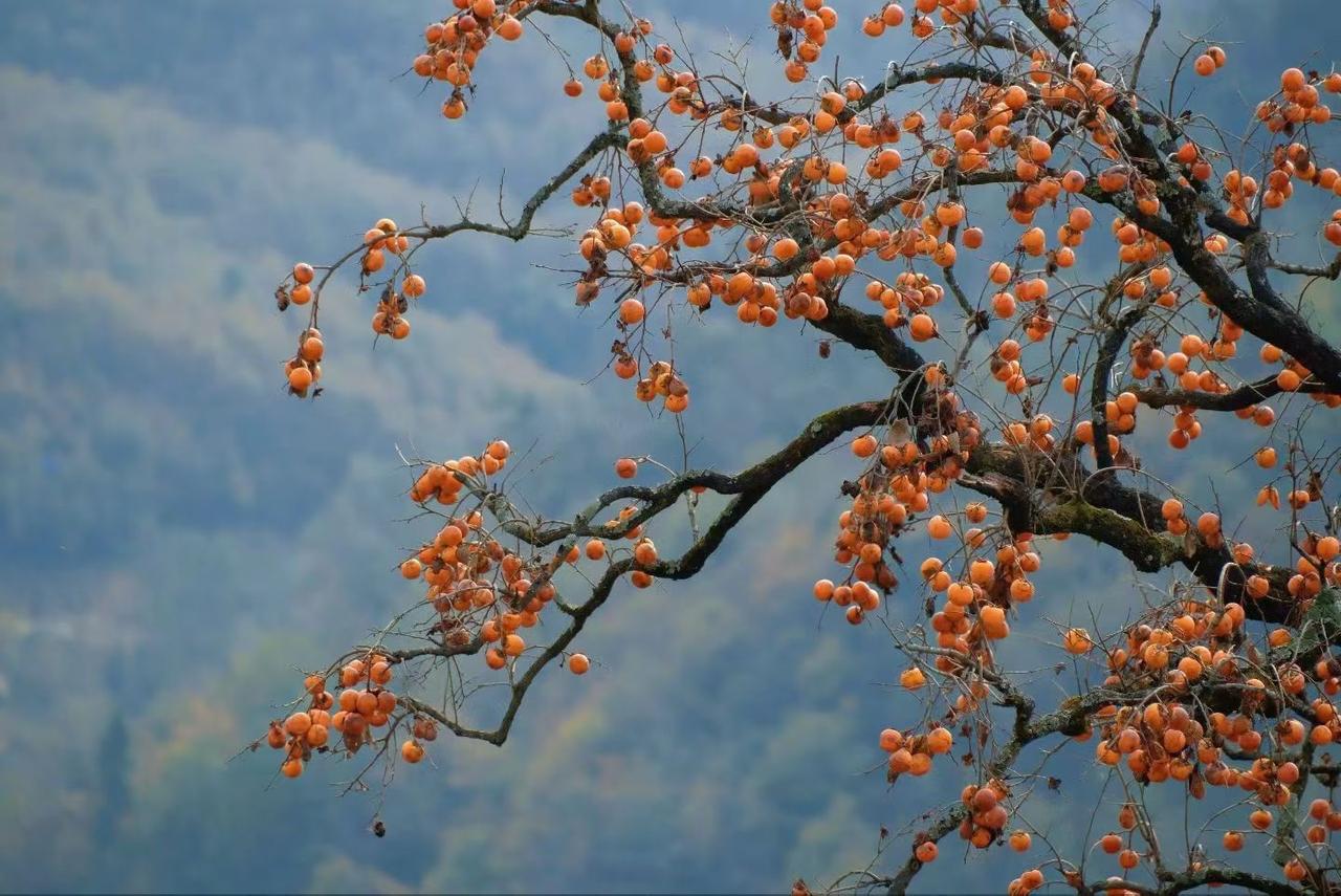 去派出所拍个临时身份证照，也能把自己送上热搜，听起来像段子，偏偏就在一个普通大兄