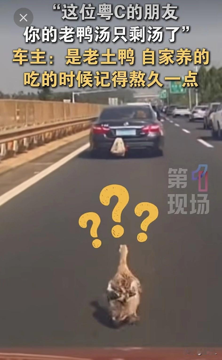 笑喷！广西高速上掉了一只活鸭，全网直接笑疯！车主被疯狂喊话：粤C的朋友，你的老鸭